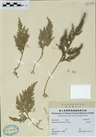 藏品(異葉卷柏)的圖片